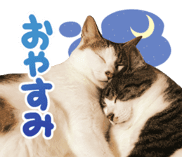 Good friends cat Koo-chan Ghee-chan sticker #13494324