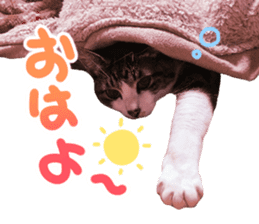 Good friends cat Koo-chan Ghee-chan sticker #13494325
