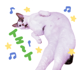Good friends cat Koo-chan Ghee-chan sticker #13494326