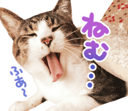 Good friends cat Koo-chan Ghee-chan sticker #13494327