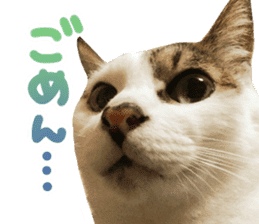 Good friends cat Koo-chan Ghee-chan sticker #13494329