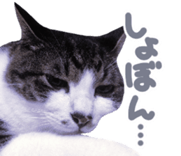 Good friends cat Koo-chan Ghee-chan sticker #13494330