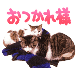 Good friends cat Koo-chan Ghee-chan sticker #13494331