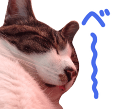 Good friends cat Koo-chan Ghee-chan sticker #13494332