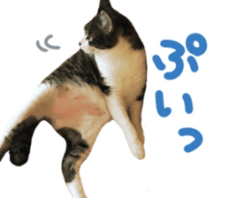 Good friends cat Koo-chan Ghee-chan sticker #13494333