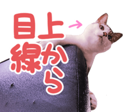 Good friends cat Koo-chan Ghee-chan sticker #13494334