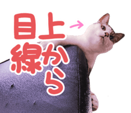 Good friends cat Koo-chan Ghee-chan sticker #13494334