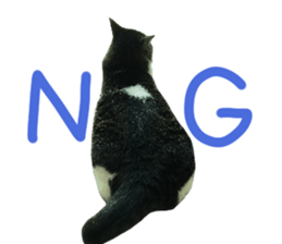 Good friends cat Koo-chan Ghee-chan sticker #13494336