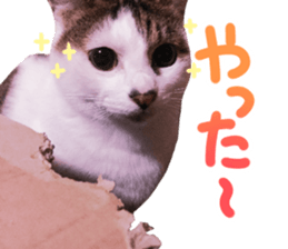 Good friends cat Koo-chan Ghee-chan sticker #13494337