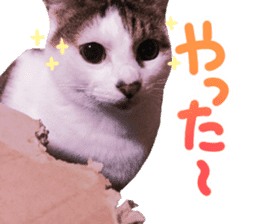 Good friends cat Koo-chan Ghee-chan sticker #13494337