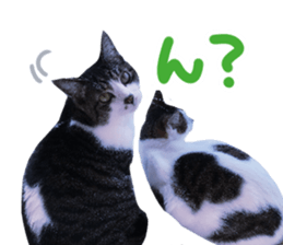 Good friends cat Koo-chan Ghee-chan sticker #13494339