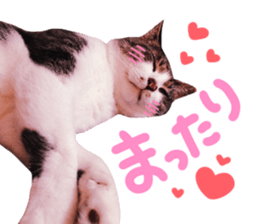 Good friends cat Koo-chan Ghee-chan sticker #13494340