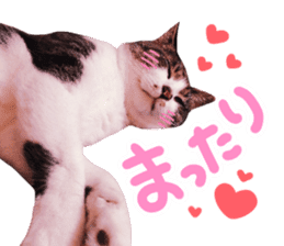 Good friends cat Koo-chan Ghee-chan sticker #13494340