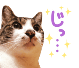 Good friends cat Koo-chan Ghee-chan sticker #13494341