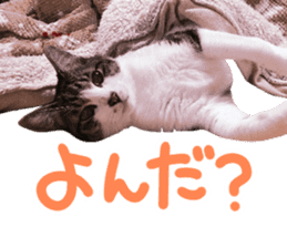 Good friends cat Koo-chan Ghee-chan sticker #13494342