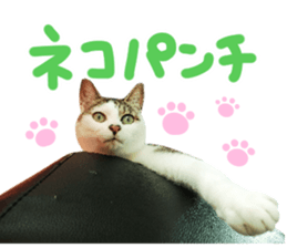 Good friends cat Koo-chan Ghee-chan sticker #13494343