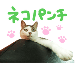 Good friends cat Koo-chan Ghee-chan sticker #13494343