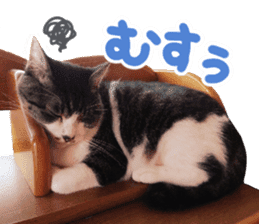 Good friends cat Koo-chan Ghee-chan sticker #13494344