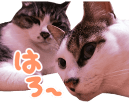 Good friends cat Koo-chan Ghee-chan sticker #13494346