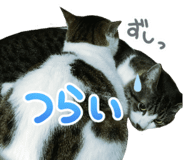 Good friends cat Koo-chan Ghee-chan sticker #13494347