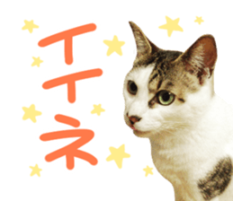 Good friends cat Koo-chan Ghee-chan sticker #13494348