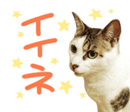 Good friends cat Koo-chan Ghee-chan sticker #13494348