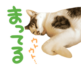 Good friends cat Koo-chan Ghee-chan sticker #13494350