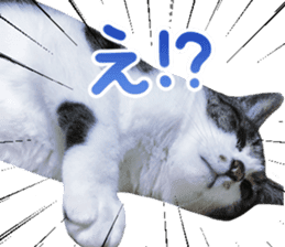 Good friends cat Koo-chan Ghee-chan sticker #13494351