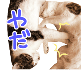 Good friends cat Koo-chan Ghee-chan sticker #13494352