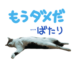 Good friends cat Koo-chan Ghee-chan sticker #13494354