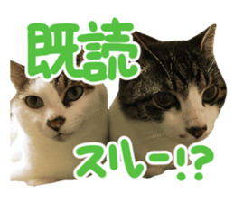 Good friends cat Koo-chan Ghee-chan sticker #13494355
