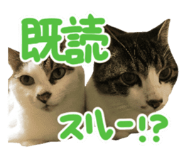 Good friends cat Koo-chan Ghee-chan sticker #13494355
