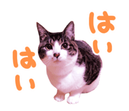 Good friends cat Koo-chan Ghee-chan sticker #13494356