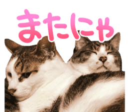 Good friends cat Koo-chan Ghee-chan sticker #13494357