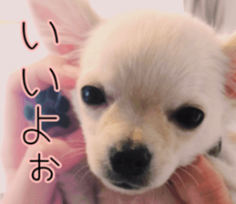 Dear Ritz.2 sticker #13495032