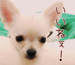 Dear Ritz.2 sticker #13495043