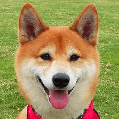 Shiba Inu Diary