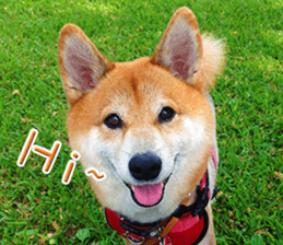 Shiba Inu Diary sticker #13495446