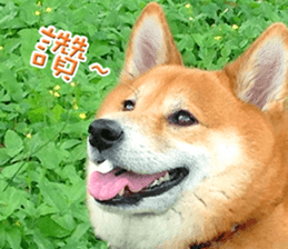 Shiba Inu Diary sticker #13495447