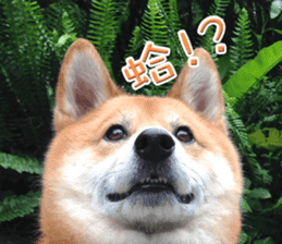 Shiba Inu Diary sticker #13495448