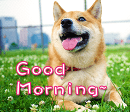 Shiba Inu Diary sticker #13495449