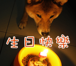 Shiba Inu Diary sticker #13495451