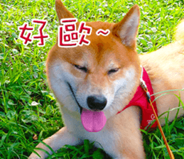 Shiba Inu Diary sticker #13495453