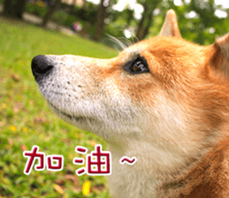 Shiba Inu Diary sticker #13495454
