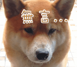 Shiba Inu Diary sticker #13495455