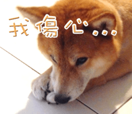 Shiba Inu Diary sticker #13495457