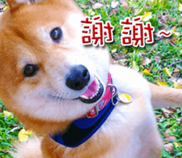 Shiba Inu Diary sticker #13495459