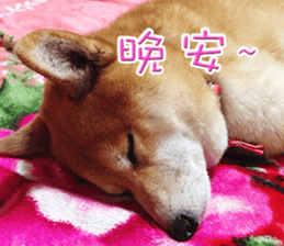 Shiba Inu Diary sticker #13495460