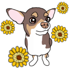 KURI, cute CHIHUAHUA