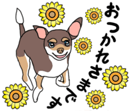 KURI, cute CHIHUAHUA sticker #13495732